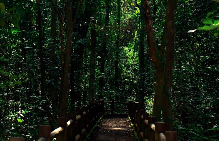 Floresta Nacional de Brasília celebra 26 anos com programação especial