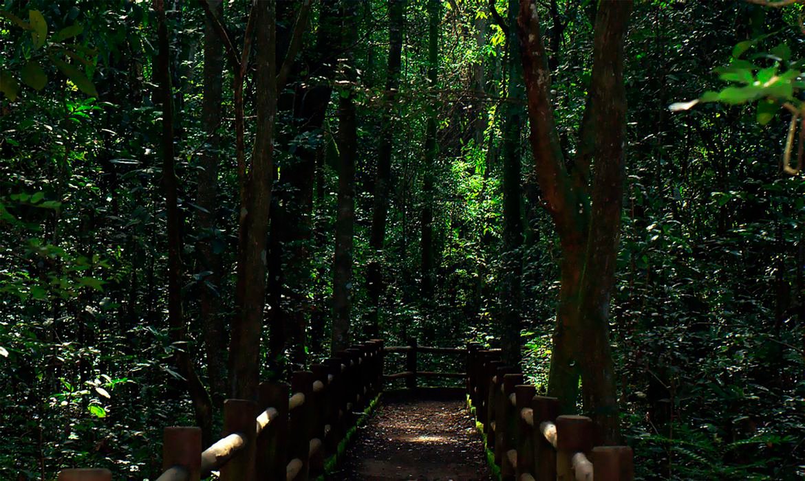 Floresta Nacional de Brasília celebra 26 anos com programação especial Floresta Nacional de Brasília celebra 26 anos com programação especial