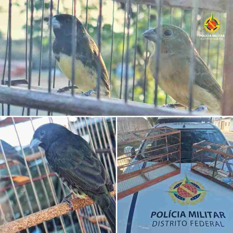 PMDF apreende pássaros silvestres criados ilegalmente no Riacho Fundo II PMDF apreende pássaros silvestres criados ilegalmente no Riacho Fundo II