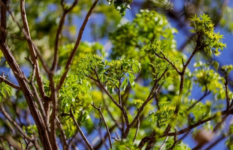 Por que os ipês-roxos estão florindo com folhas verdes no DF?