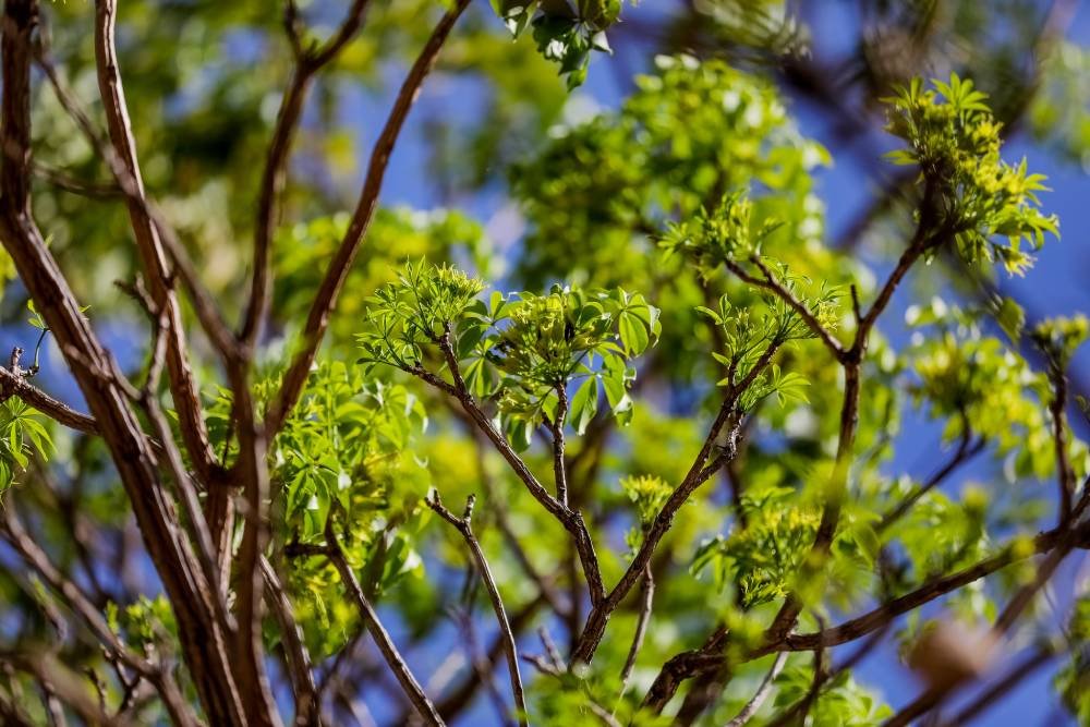 Por que os ipês-roxos estão florindo com folhas verdes no DF? Por que os ipês-roxos estão florindo com folhas verdes no DF?