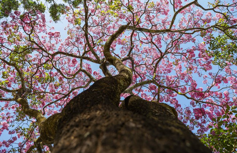 Primeiro a florescer no DF, ipê-roxo abre temporada de cores e encanta a população