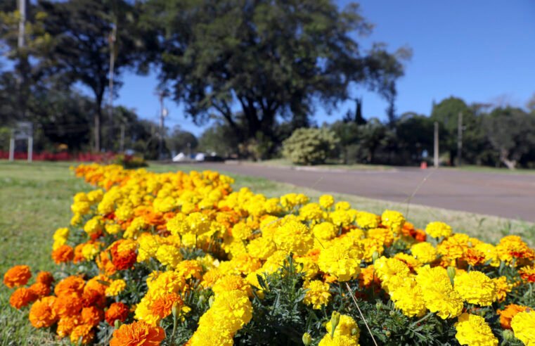 Projeto do GDF oferece capacitação em jardinagem para a comunidade
