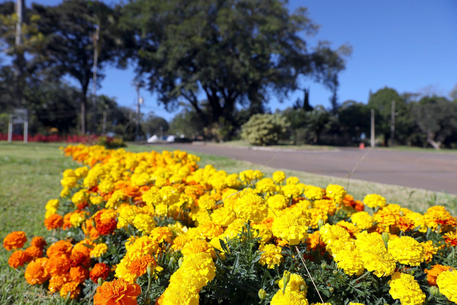 Projeto do GDF oferece capacitação em jardinagem para a comunidade Projeto do GDF oferece capacitação em jardinagem para a comunidade
