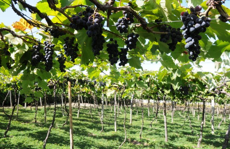 Rotas turísticas e artesanato do DF serão divulgados na 32ª Expotchê