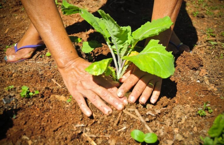 Semana do Meio Ambiente começa com criação de horta comunitária em Ceilândia