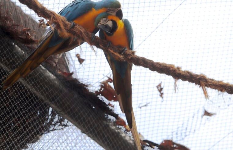 Morte de mais quatro aves fecha ao público zoológico do Rio