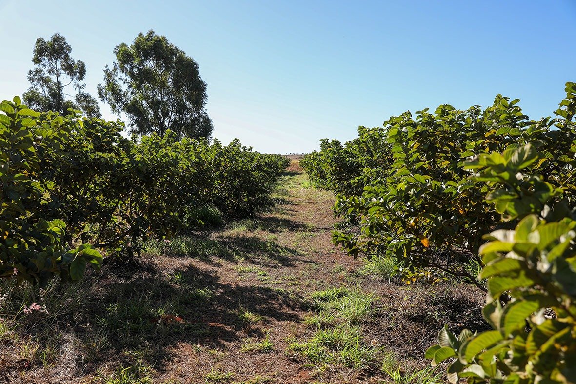 Produção agrícola do DF movimentou mais de R$ 5,8 bilhões em 2024 com alta dos setores de frutas, flores e pecuária