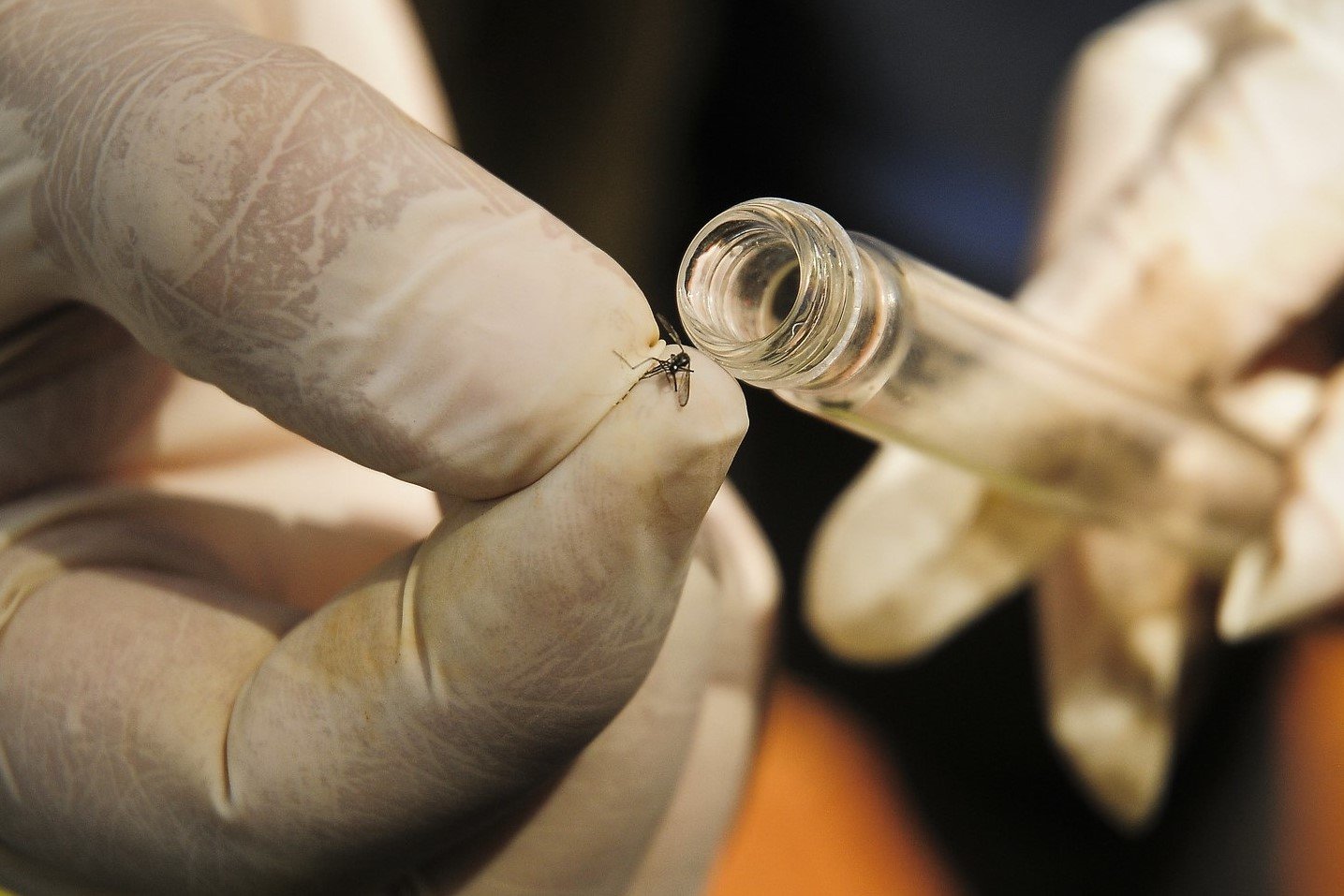 Saúde se prepara para implementar tecnologia complementar no combate à dengue Saúde se prepara para implementar tecnologia complementar no combate à dengue