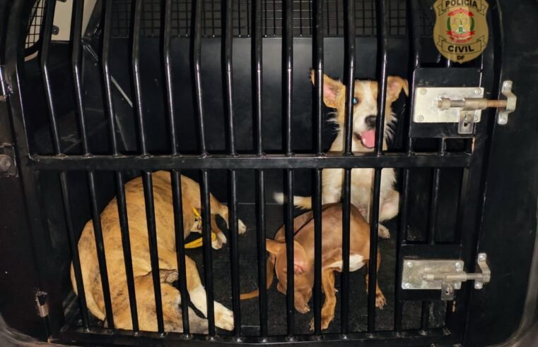Tutor é preso em flagrante por maus-tratos após cães em estado de fome extrema devorarem outro animal em Samambaia