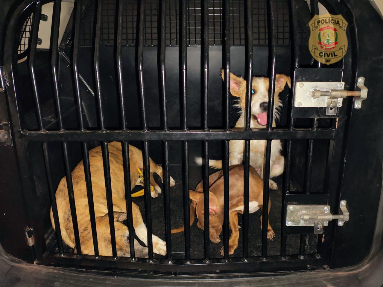 Tutor é preso em flagrante por maus-tratos após cães em estado de fome extrema devorarem outro animal em Samambaia