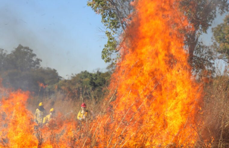 CBMDF registra 29 ocorrências de incêndio em vegetação
