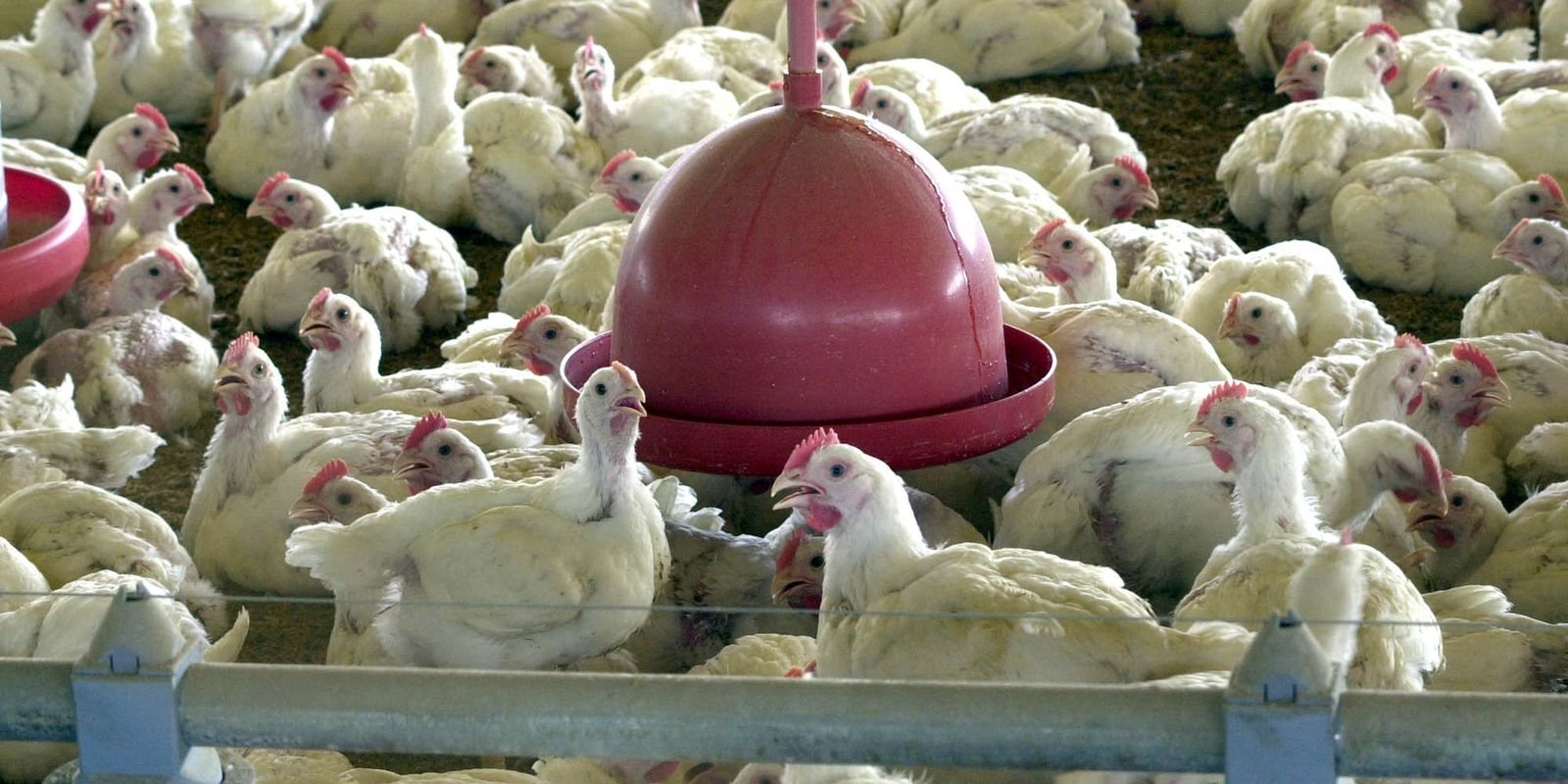 Chile e Arábia Saudita retiram restrição à carne de frango do Brasil Chile e Arábia Saudita retiram restrição à carne de frango do Brasil