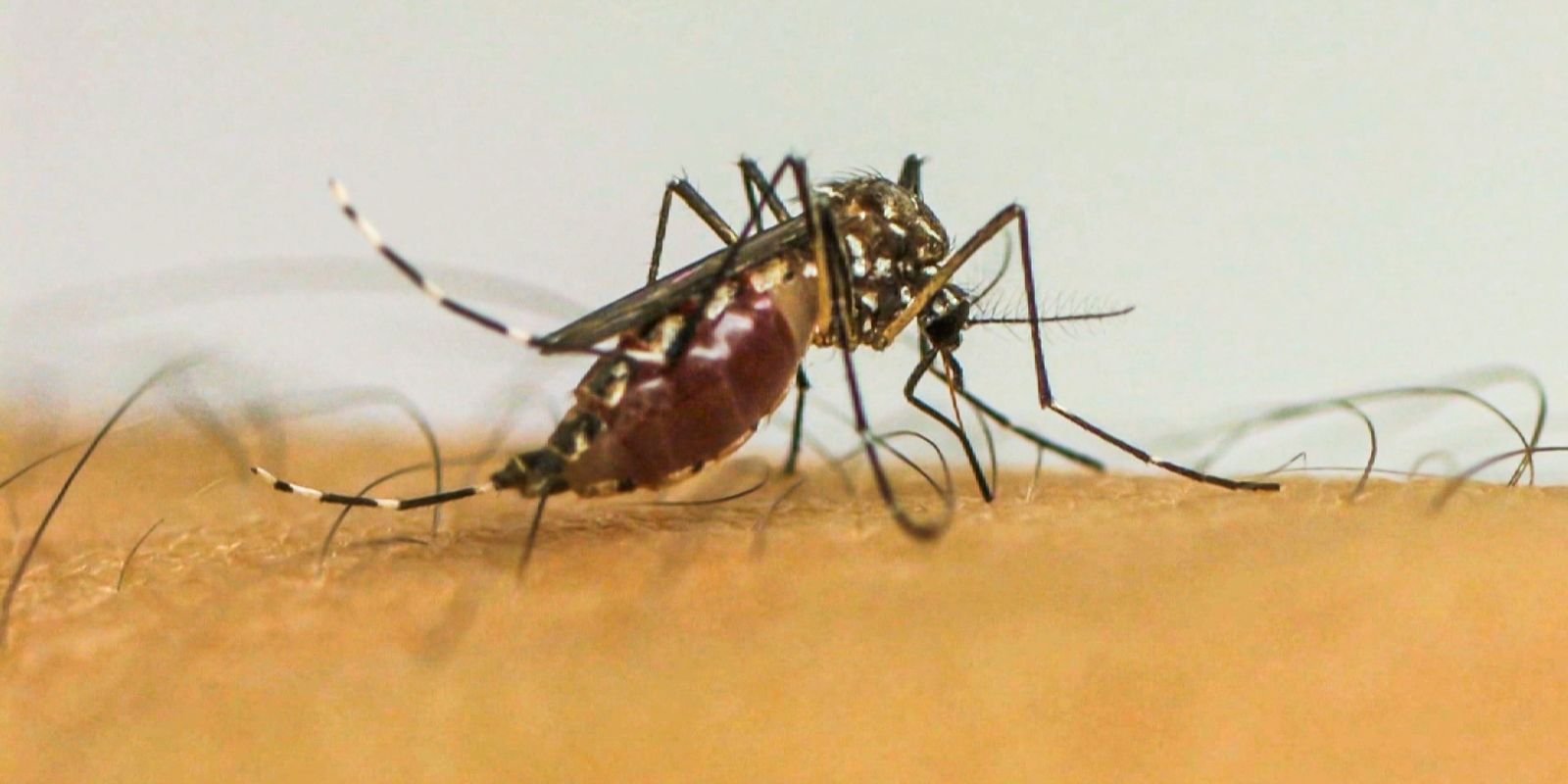 Doenças transmitidas por mosquitos serão “novo normal” na Europa Doenças transmitidas por mosquitos serão “novo normal” na Europa