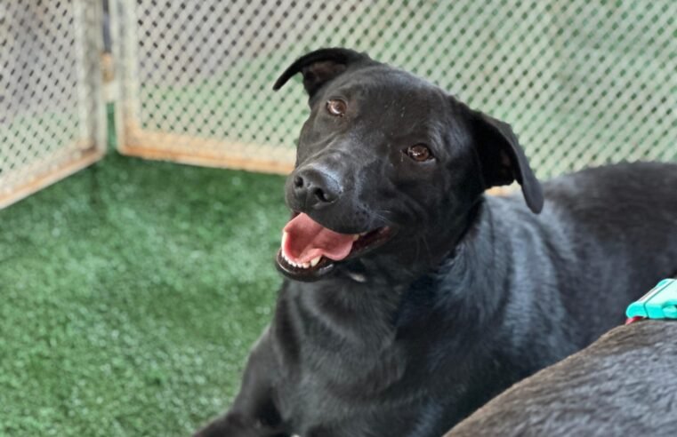 Expoabra 2025 terá estande especial de adoção com pets castrados e vacinados