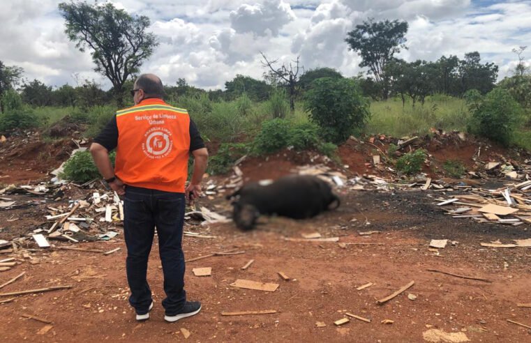 GDF oferece serviço de recolhimento de animais mortos; entenda como funciona 