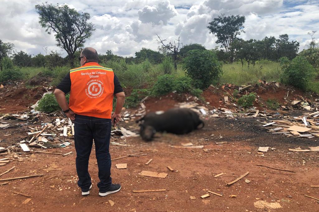 GDF oferece serviço de recolhimento de animais mortos; entenda como funciona GDF oferece serviço de recolhimento de animais mortos; entenda como funciona