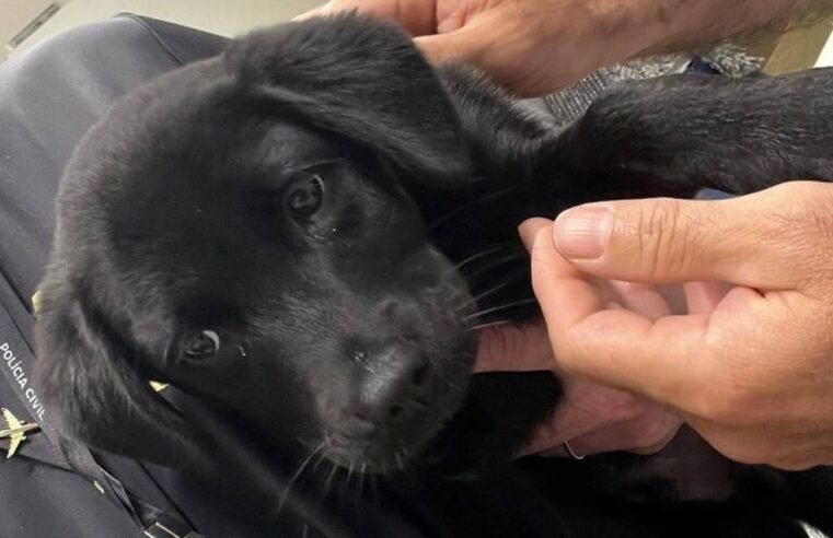 Homem abandona cachorro no aeroporto de Florianópolis e é preso ao chegar a Brasília
