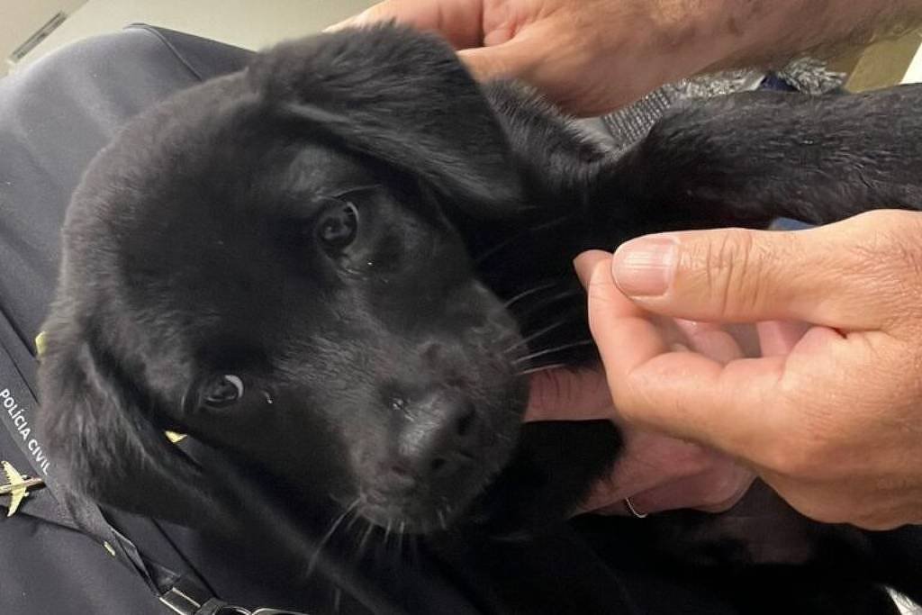 Homem abandona cachorro no aeroporto de Florianópolis e é preso ao chegar a Brasília Homem abandona cachorro no aeroporto de Florianópolis e é preso ao chegar a Brasília