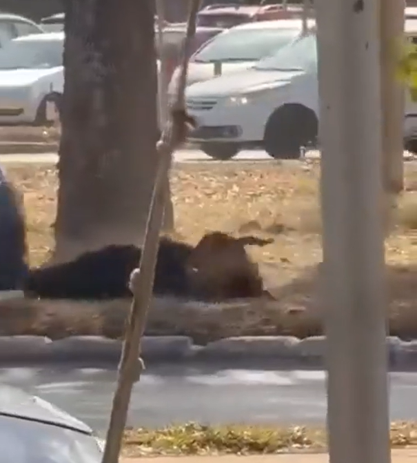 Mulher fica ferida após ser atacada por seis cães em Ceilândia Mulher fica ferida após ser atacada por seis cães em Ceilândia