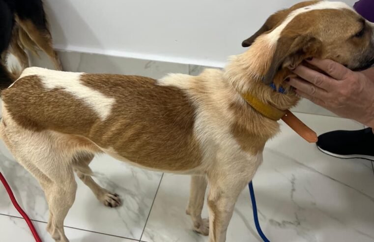 PCDF indicia veterinários e dona de abrigo público por maus-tratos a animais