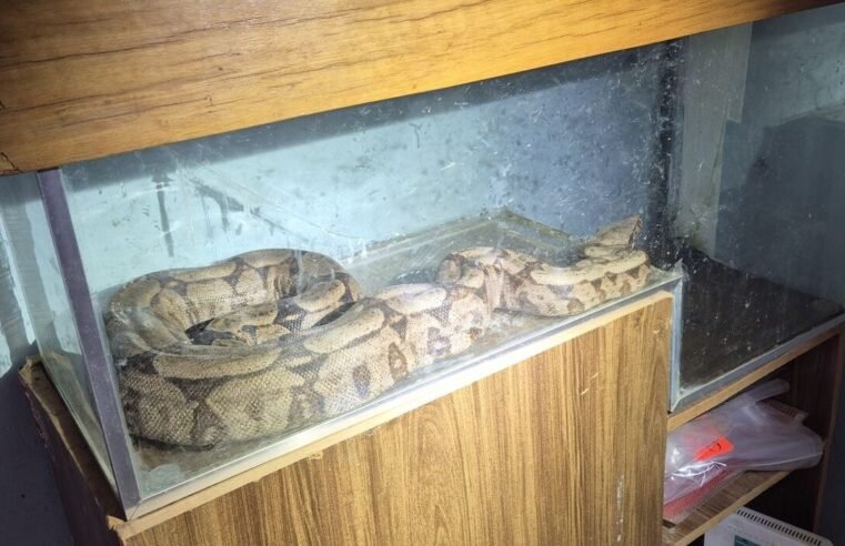 PMDF apreende jiboia criada ilegalmente em Santa Maria