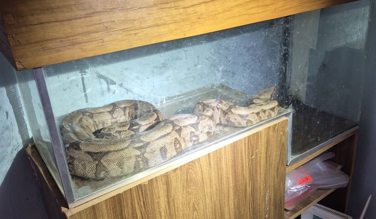 PMDF apreende jiboia criada ilegalmente em Santa Maria