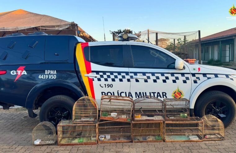 Polícia apreende aves silvestres mantidas ilegalmente em cativeiro no Sol Nascente