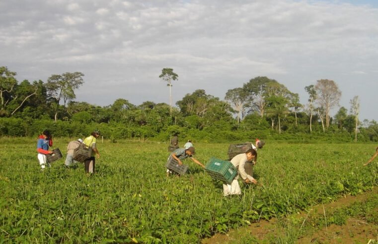 Programa AgroAmigo oferece R$ 1 bilhão em microcrédito