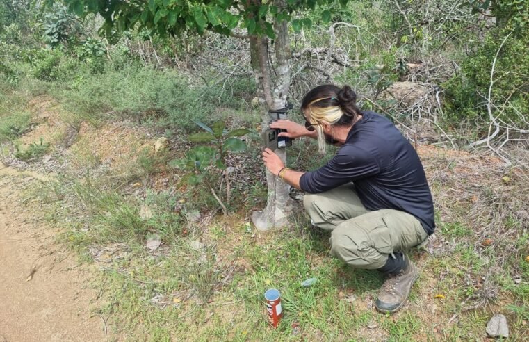 Programa monitora mamíferos de grande e médio portes no DF