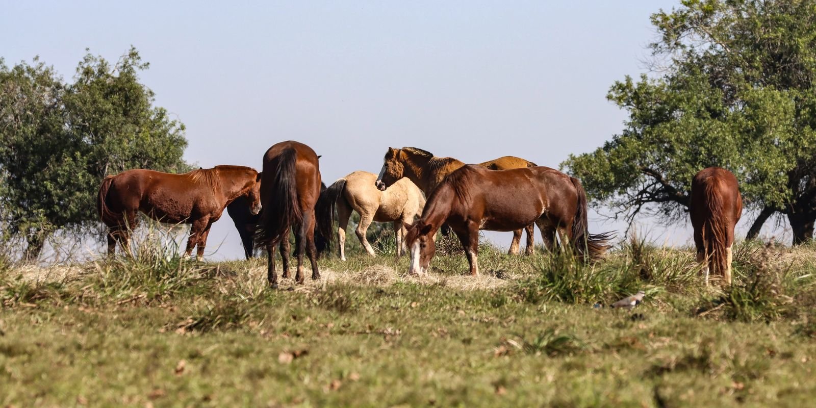 Três pessoas tiveram encefalite equina venezuelana no AM, dizFiocruz Três pessoas tiveram encefalite equina venezuelana no AM, dizFiocruz
