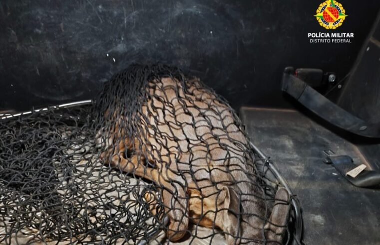 Veado-campeiro ferido é resgatado pela PM Ambiental na área rural de Brazlândia