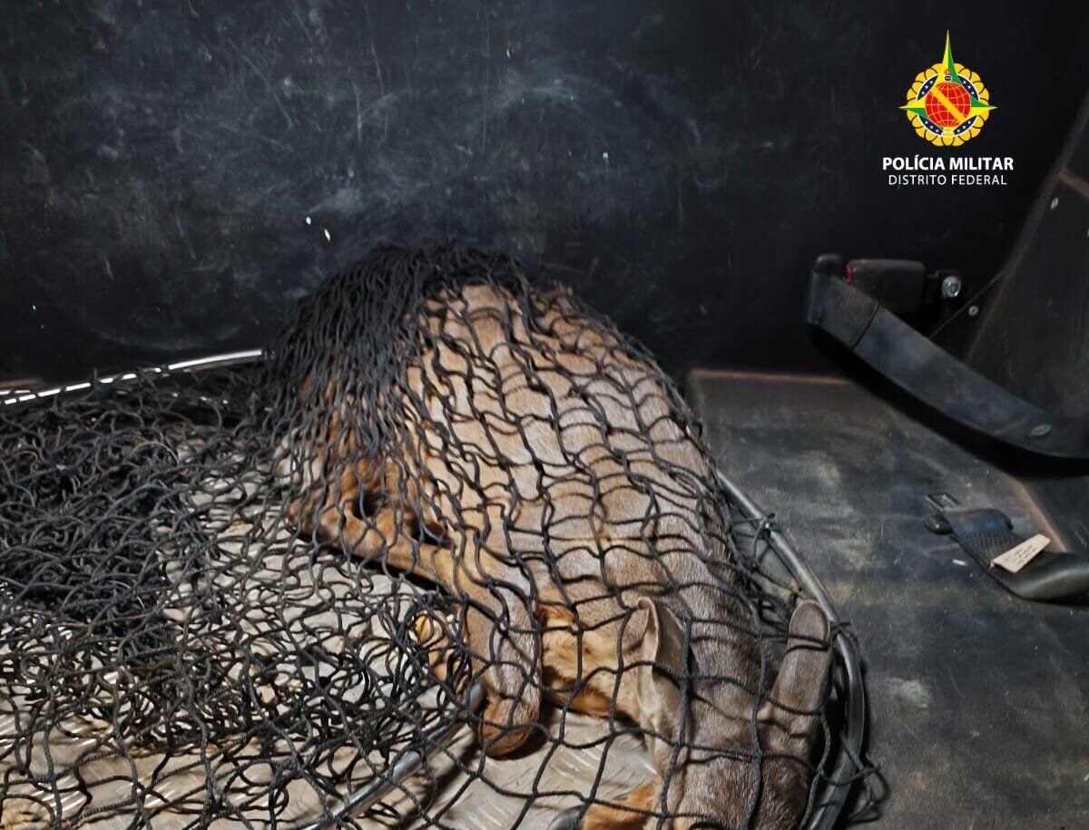 Veado-campeiro ferido é resgatado pela PM Ambiental na área rural de Brazlândia