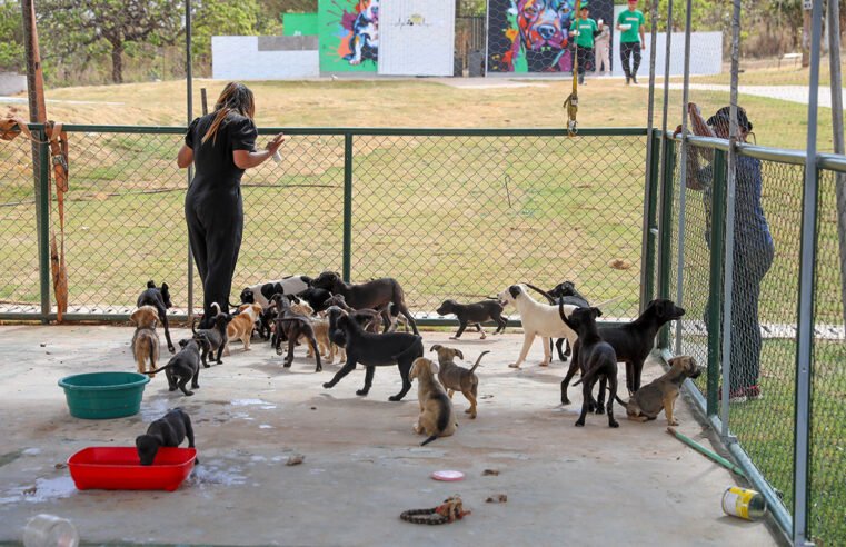 Albergue temporário do Castra-DF transforma vida de cães resgatados e prepara animais para adoção responsável