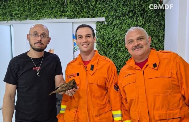Bacurau é salvo por bombeiros após acidente em Samambaia