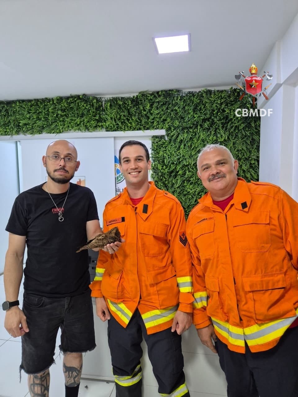 Bacurau é salvo por bombeiros após acidente em Samambaia Bacurau é salvo por bombeiros após acidente em Samambaia