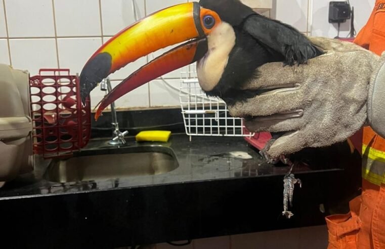 Bombeiros resgatam tucano ferido em condomínio de Santa Maria