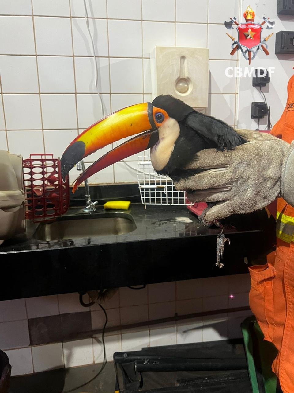 Bombeiros resgatam tucano ferido em condomínio de Santa Maria Bombeiros resgatam tucano ferido em condomínio de Santa Maria