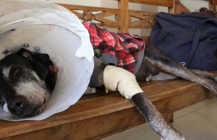 Câmara aprova projeto que tipifica exercício ilegal da veterinária