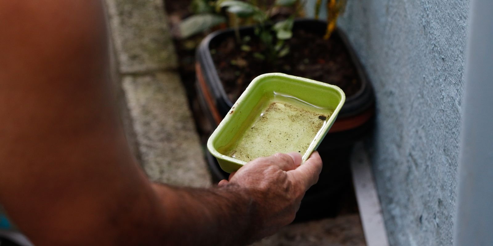 Chikungunya traz preocupações após uma década de presença no Brasil Chikungunya traz preocupações após uma década de presença no Brasil