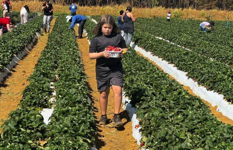 Colha & Pague promete movimentar a 29ª Festa do Morango de Brasília