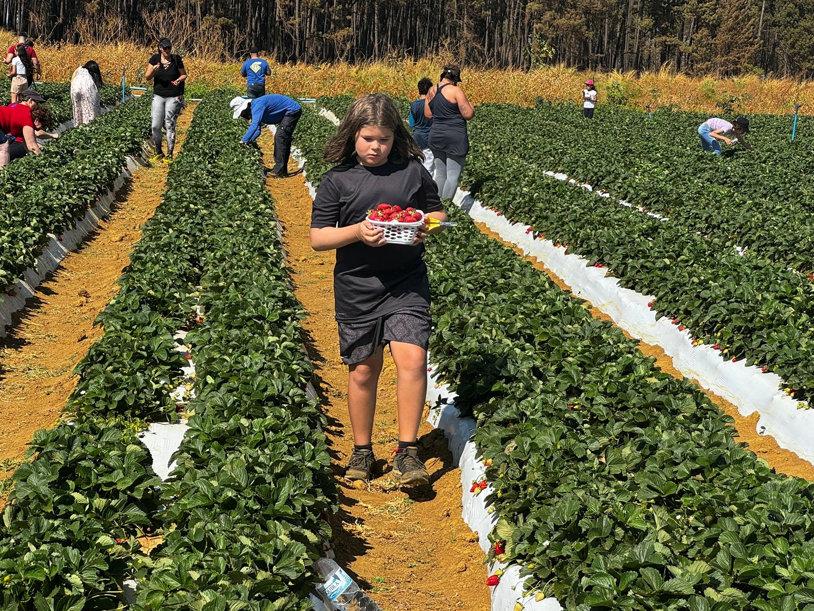 Colha & Pague promete movimentar a 29ª Festa do Morango de Brasília