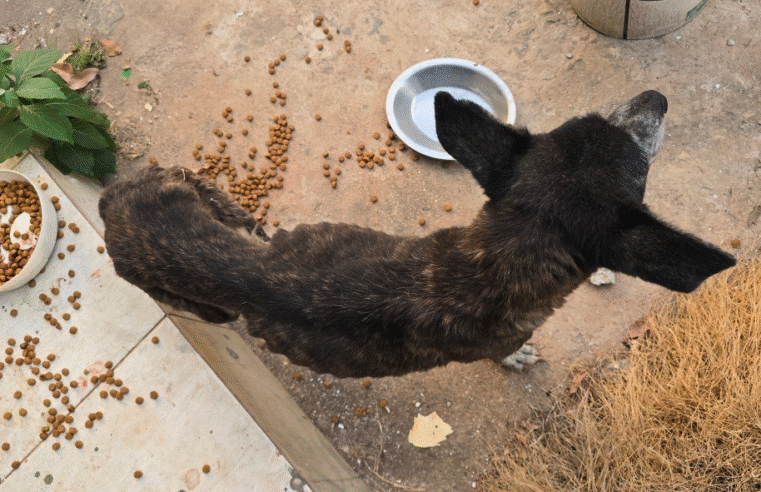Dez cães são encontrados mortos em Planaltina