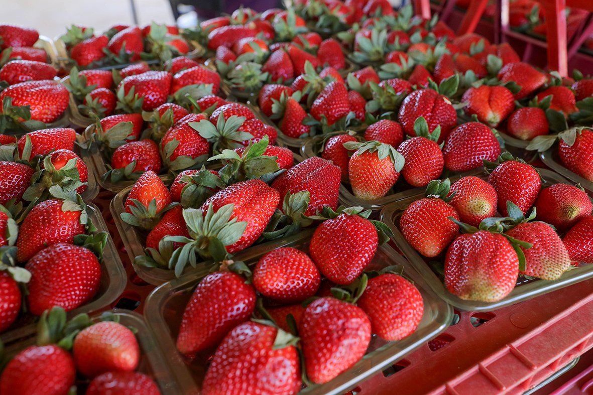 Expectativa alta para a 29ª Festa do Morango de Brasília Expectativa alta para a 29ª Festa do Morango de Brasília