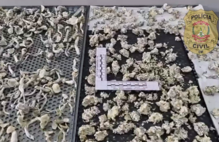 Maior rede de “cogumelos mágicos” do país: presos vão responder por seis crimes