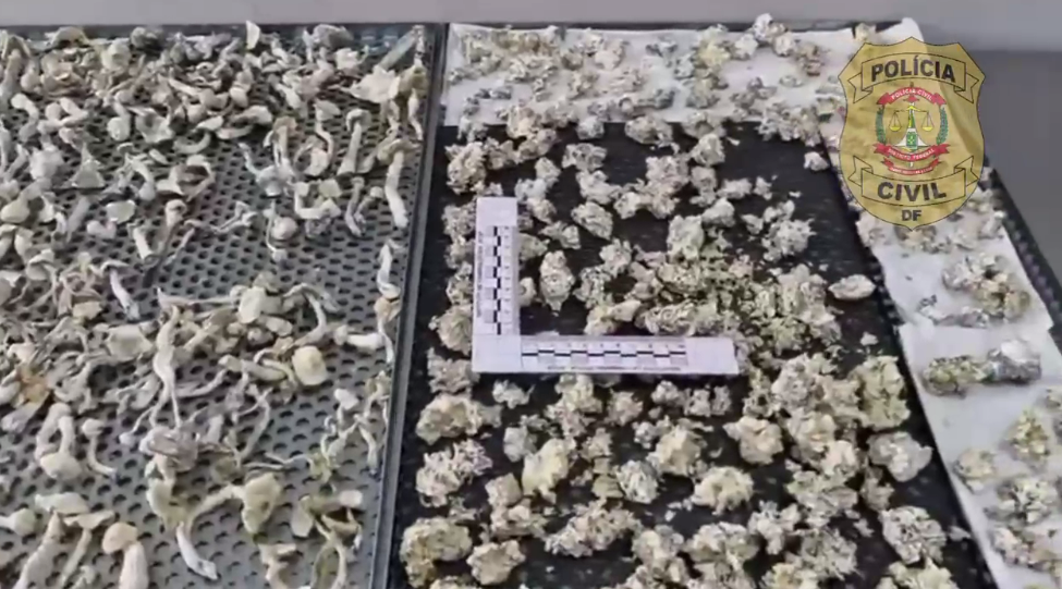 Maior rede de “cogumelos mágicos” do país: presos vão responder por seis crimes