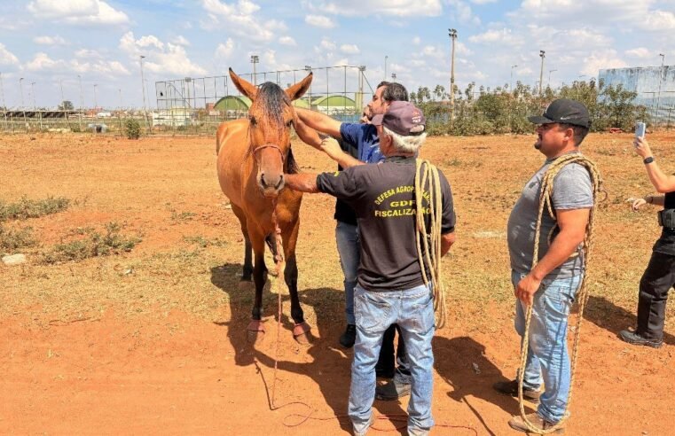 Operação apreende seis animais de grande porte soltos na Estrutural; dois eram furtados