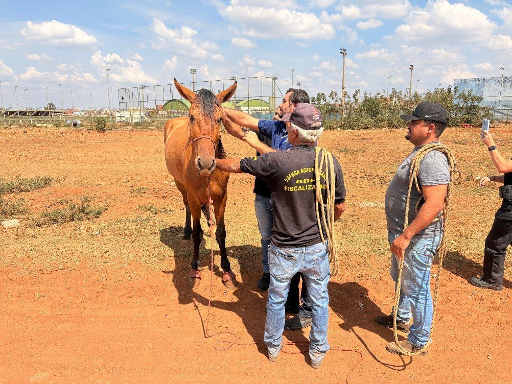 Operação apreende seis animais de grande porte soltos na Estrutural; dois eram furtados Operação apreende seis animais de grande porte soltos na Estrutural; dois eram furtados