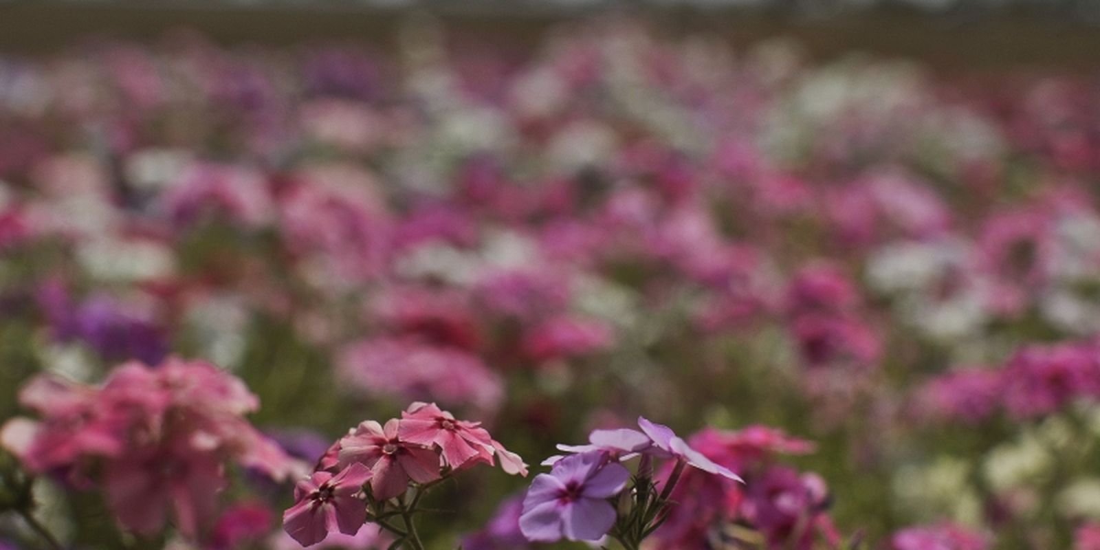 Primavera começa com chegada de frente fria, temporais e fortes ventos Primavera começa com chegada de frente fria, temporais e fortes ventos