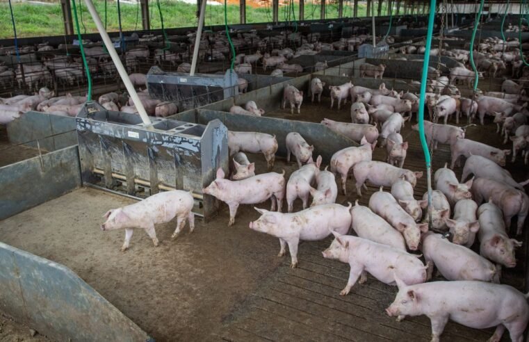 Produção de carne suína e de frango terá volume recorde em 2026